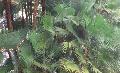 Everglades Palm or Paurotis Palm / Acoelorrhaphe wrightii 